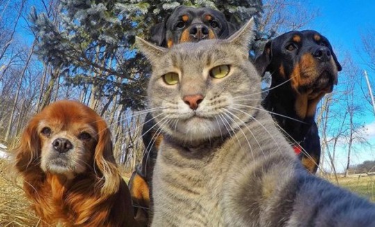 Selfie muy animal: gato_perros_amigos_selfie