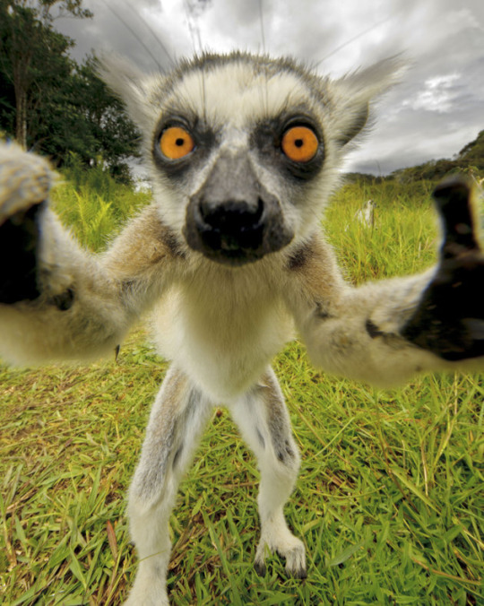 Selfie muy animal: lemur_selfie_curioso