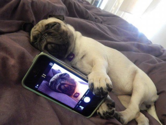 Selfie muy animal: Perro_dormido_selfie