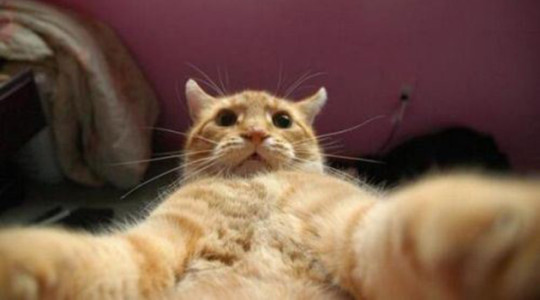 Selfie muy animal: gato_curioso_selfie