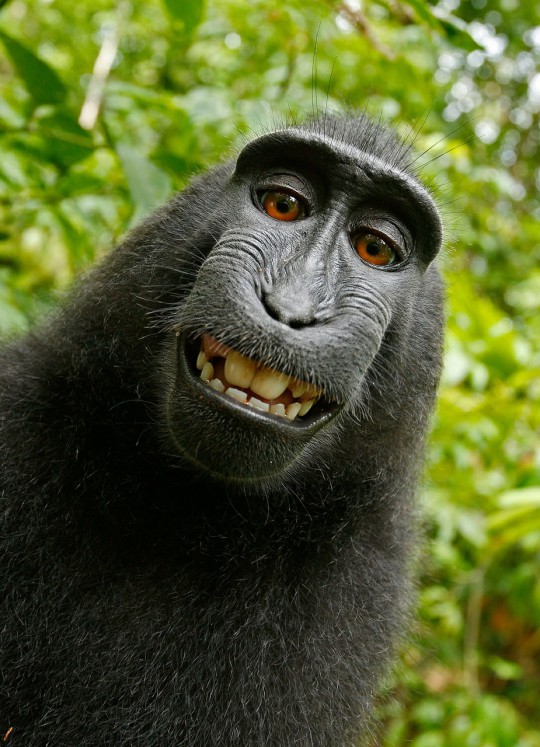Selfie muy animal: naruto_macaco_animal_selfie